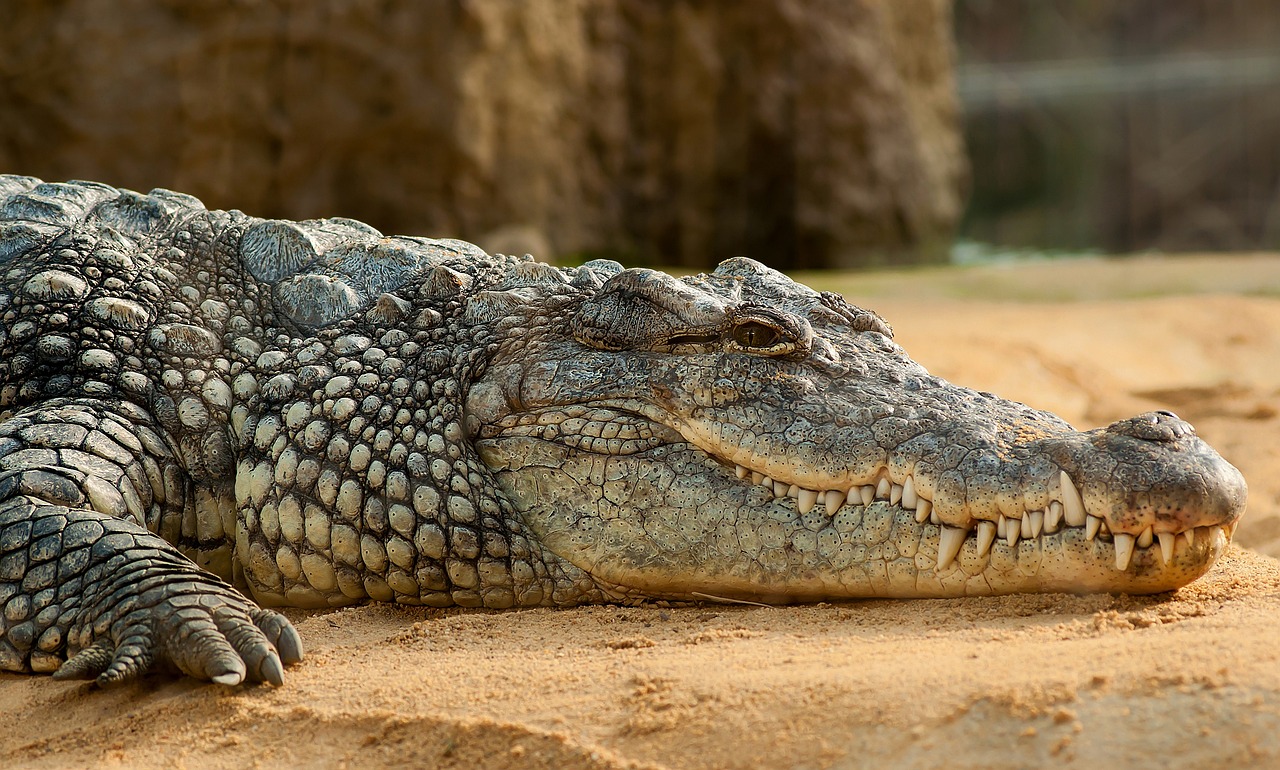 Nile Crocodile 245013 1280