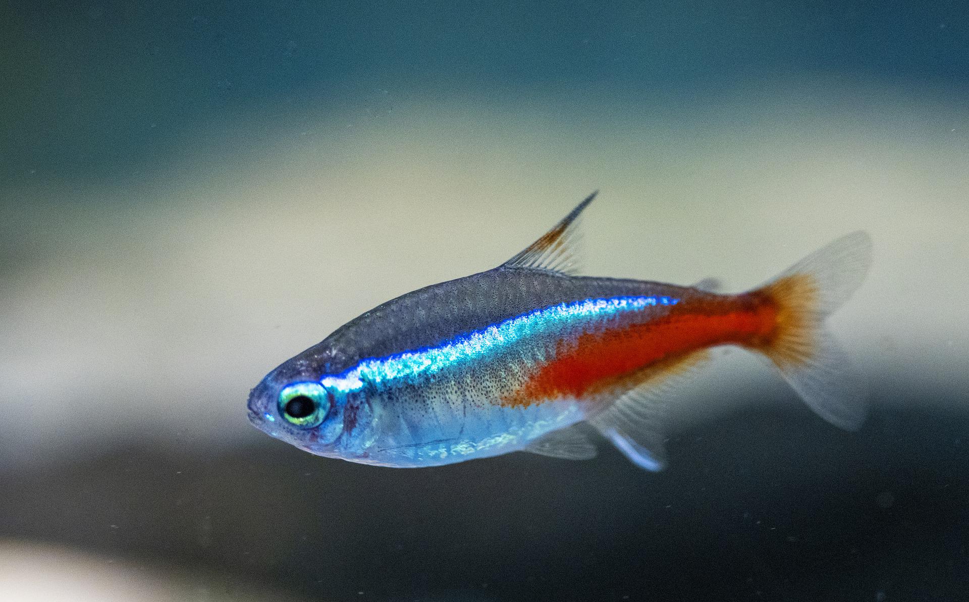 Neonfisk
