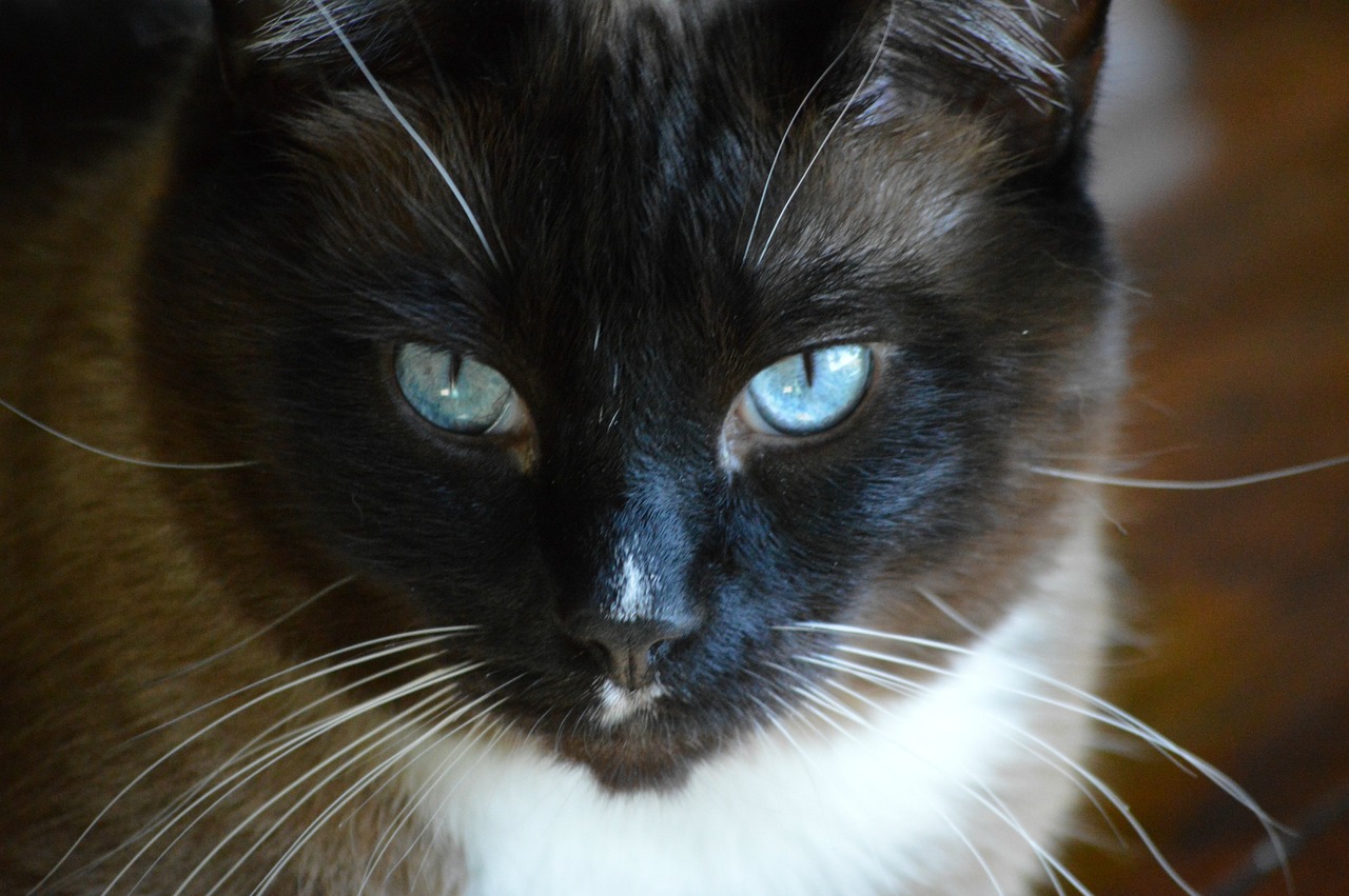 Snowshoe Kat