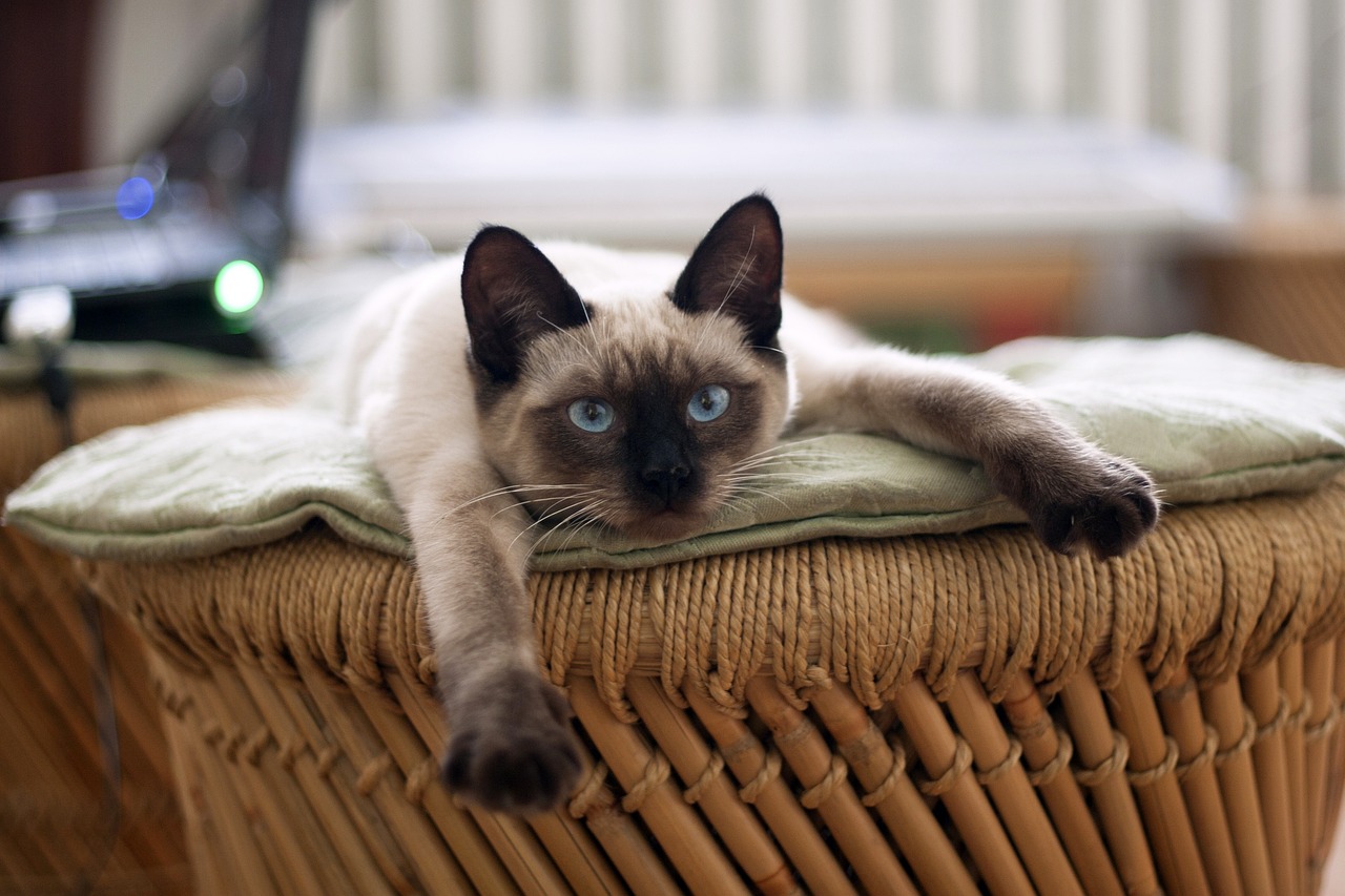 Thai Kat