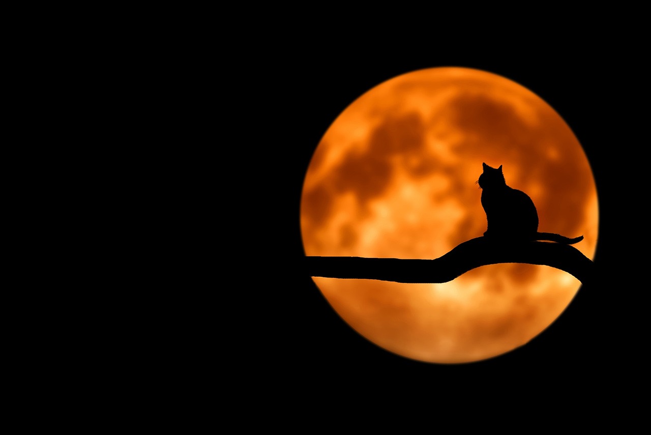 Sokoke Cat