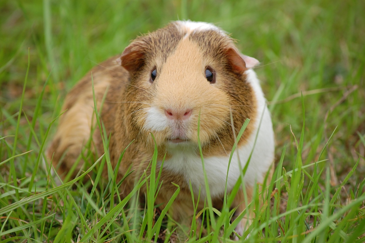 Guinea Pig 242520 1280