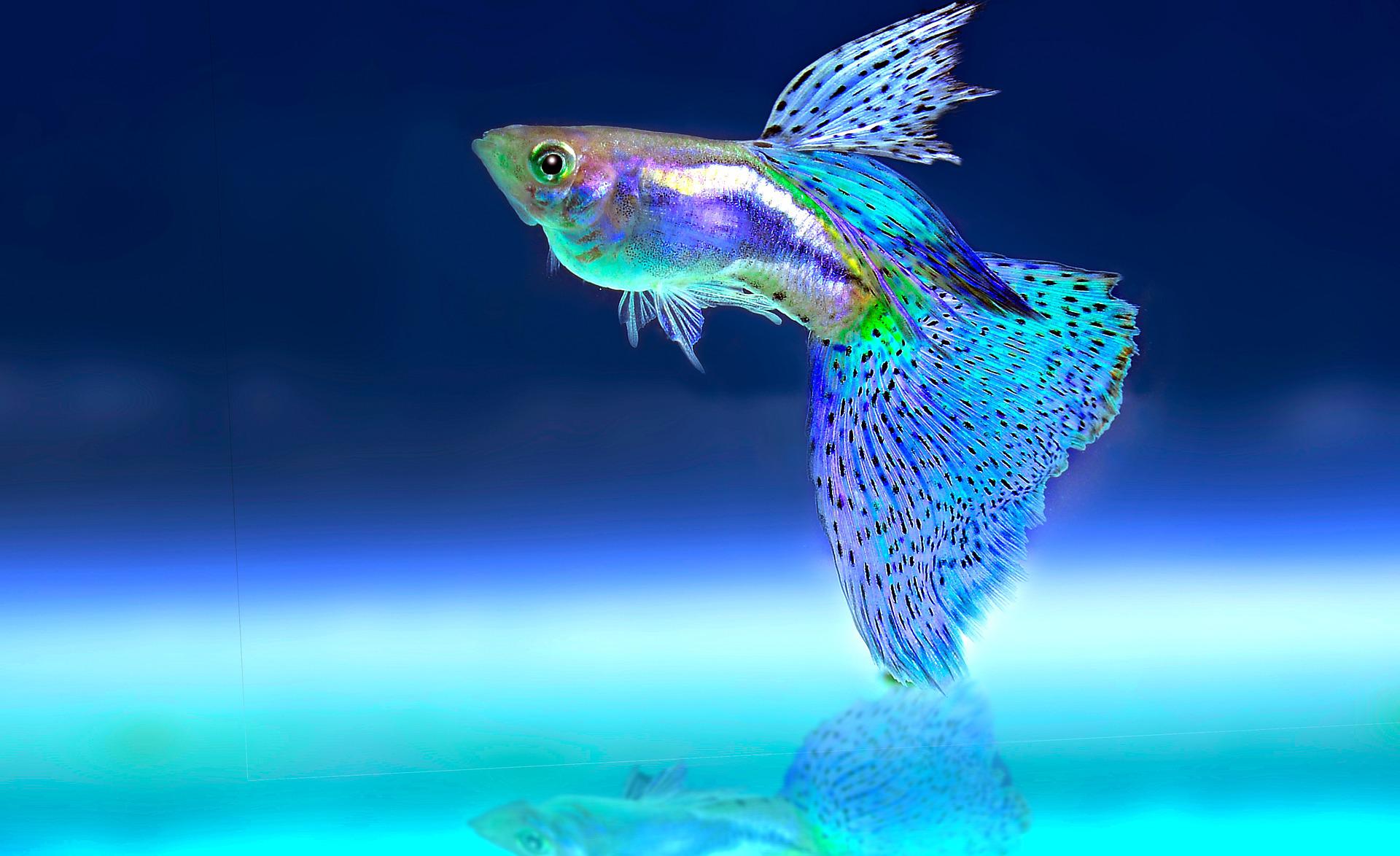 Har Akvariefisk Personlighed