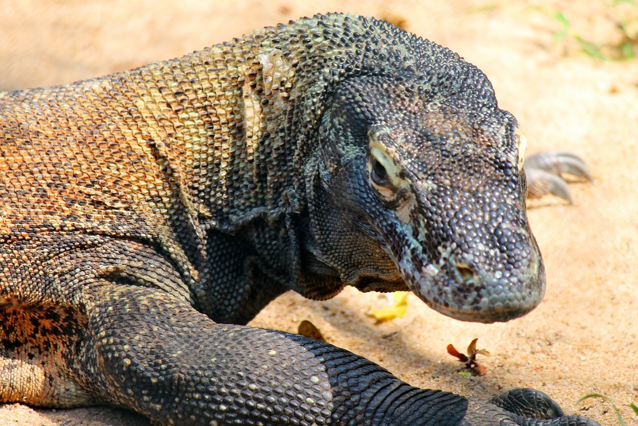 Comodo Dragon 250668 1280