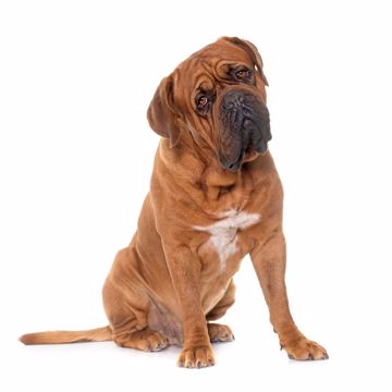 Dogue De Bordeaux (1) Dogue De Bordeaux (1)