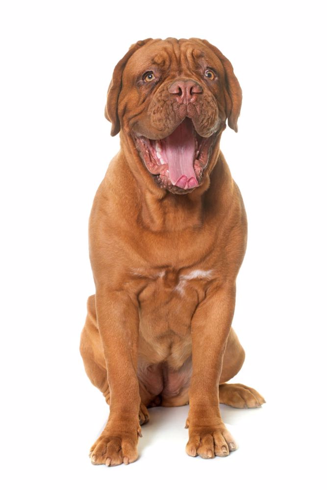 main Dogue De Bordeaux Profil