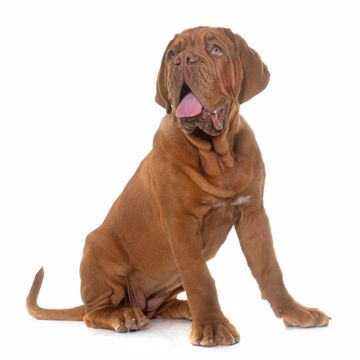 Dogue De Bordeaux Sit Dogue De Bordeaux Sit