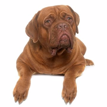 Dogue De Bordeaux Alene Hjemme Dogue De Bordeaux Alene Hjemme